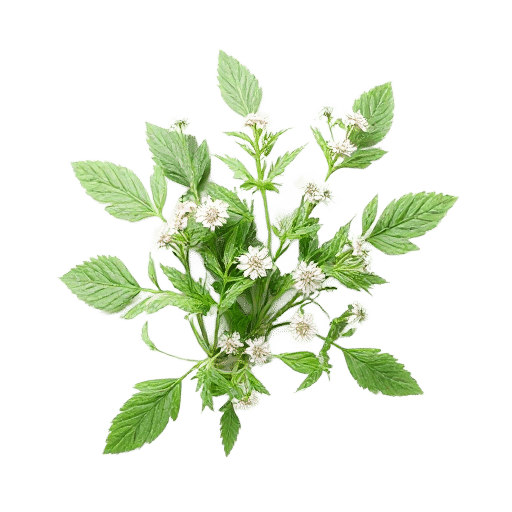 Aniseed