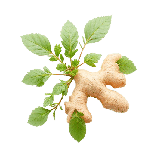Ginger