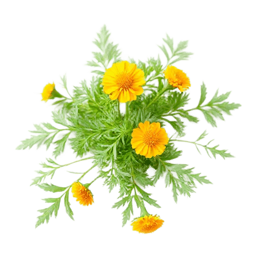 Calendula