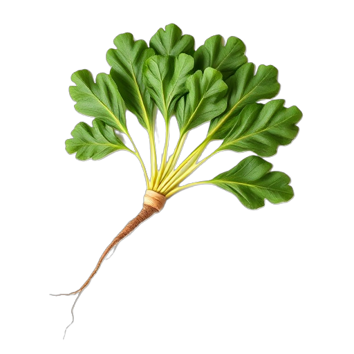 Burdock Root