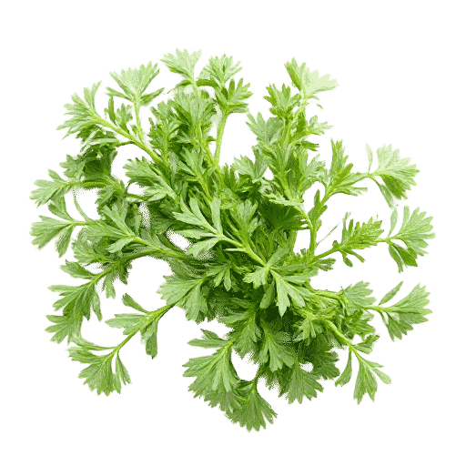 Celery Seed