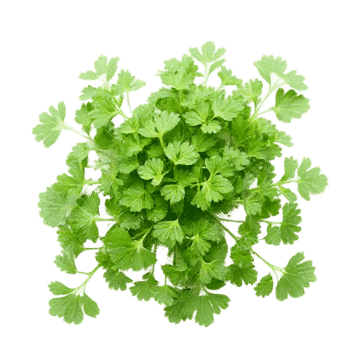 Chervil