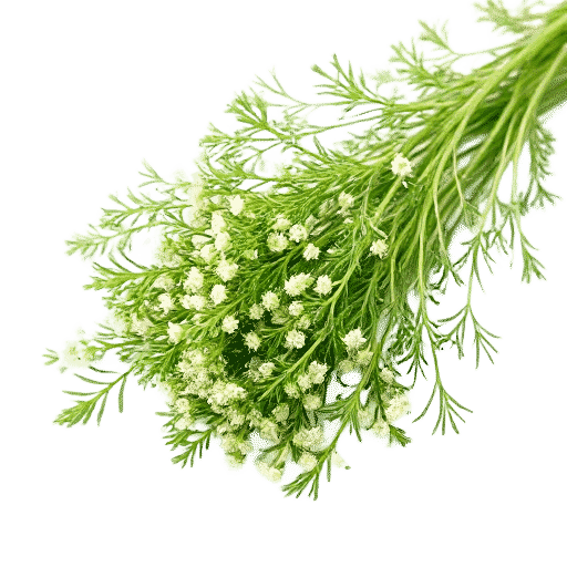 Fennel