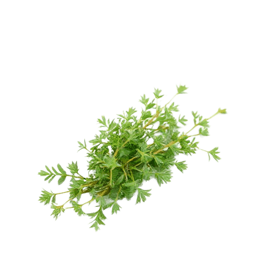 Fenugreek
