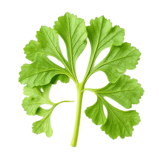 Ginkgo Biloba