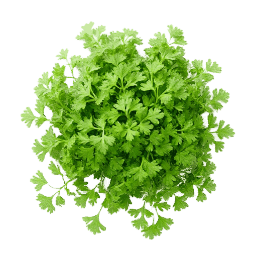 Coriander