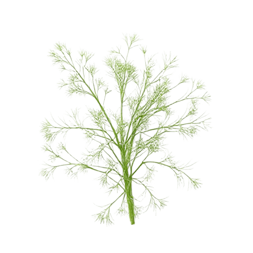 Dill