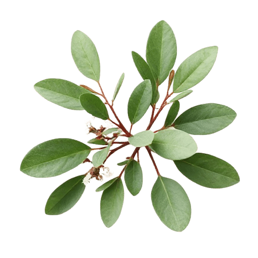 Eucalyptus