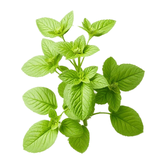 Lemon Balm
