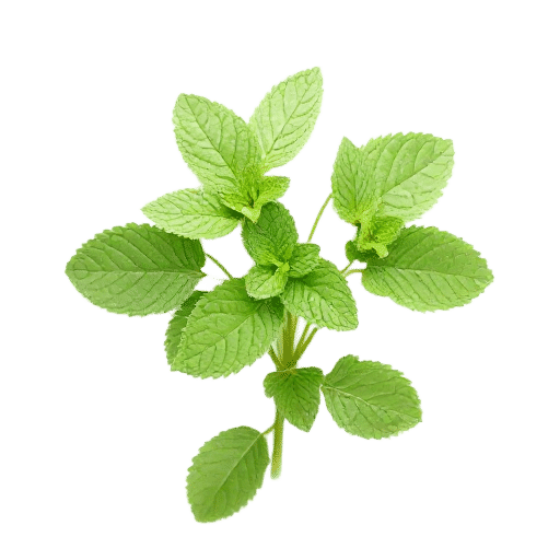 Mint