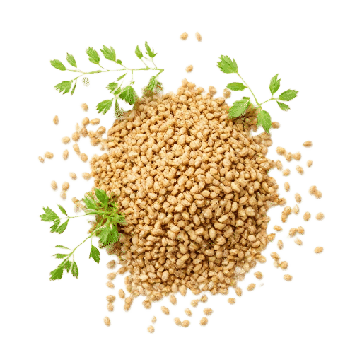 Mustard Seeds