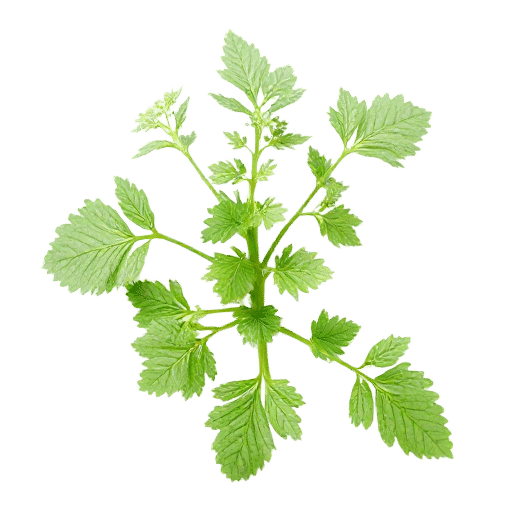 Oregano
