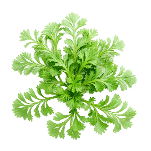 Parsley