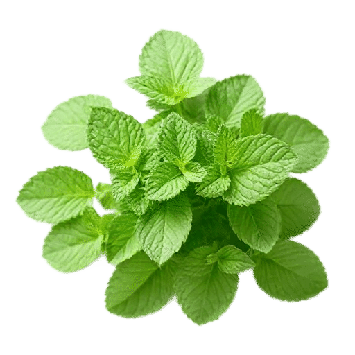 Peppermint