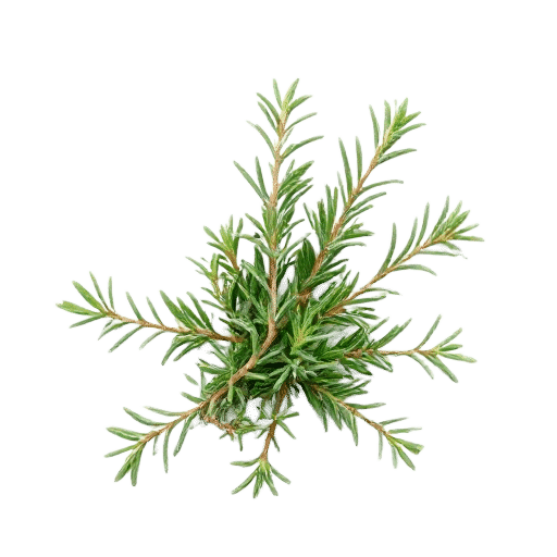 Rosemary