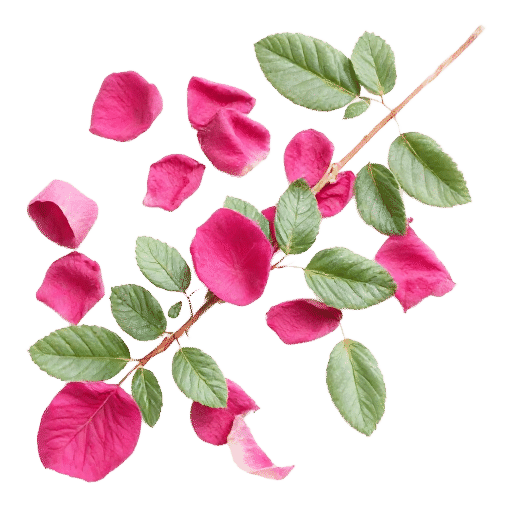 Rose Petals