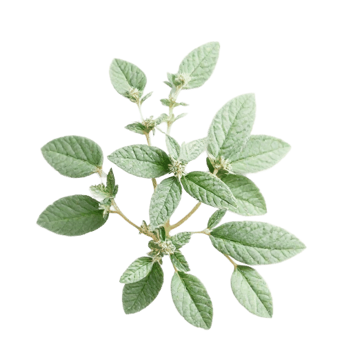 Sage
