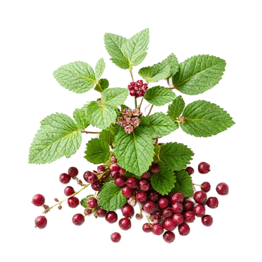 Sarsaparilla