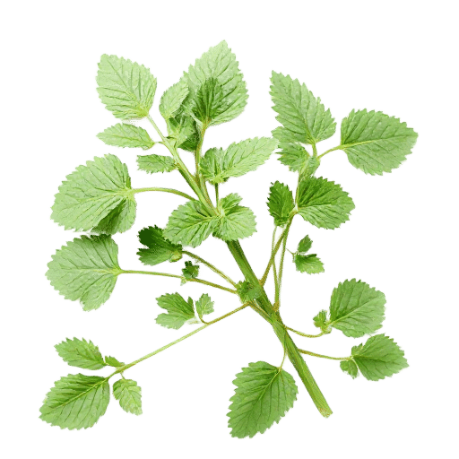 Sorrel