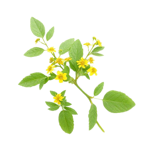 StJohns Wort