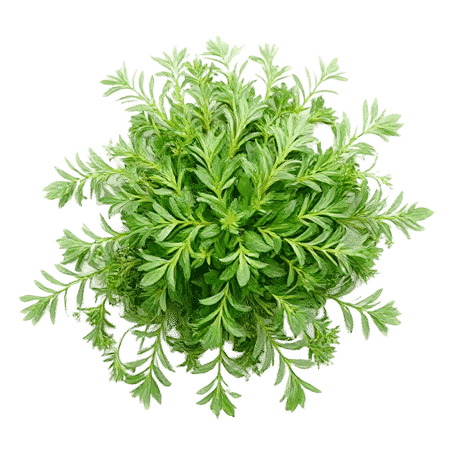 Tarragon