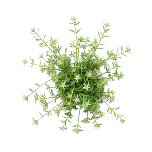 Thyme