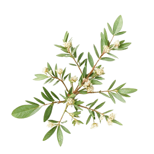 Tea Tree Oil