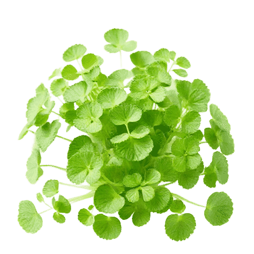 Watercress