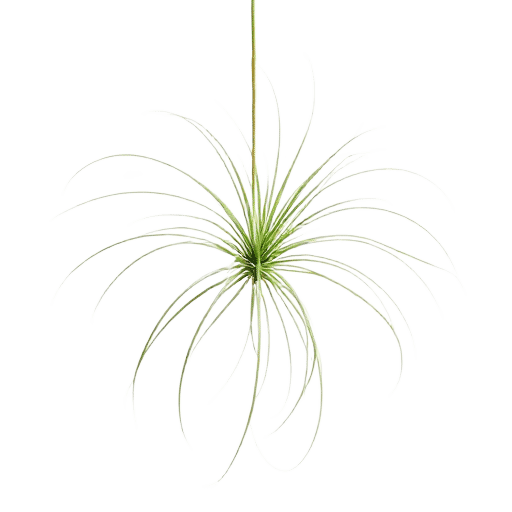 Air Plant