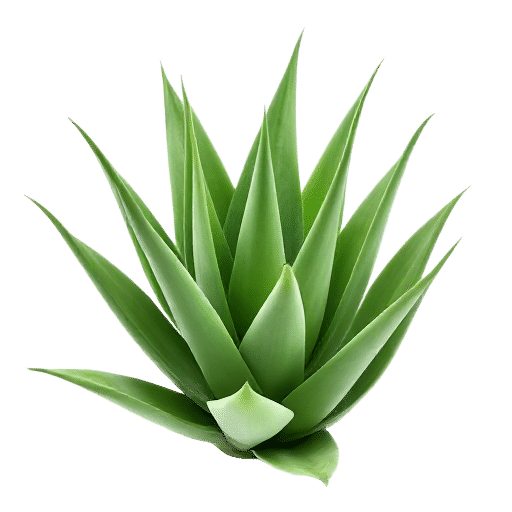 Aloe