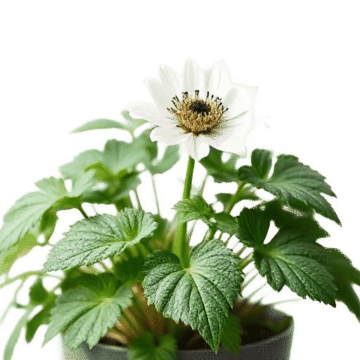 Anemone