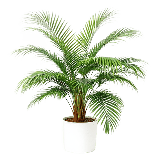 Areca Palm