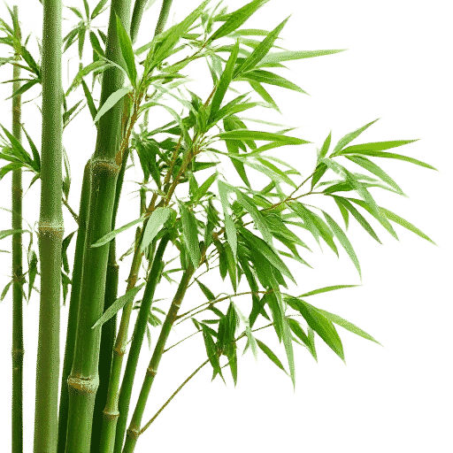 Bamboo plant