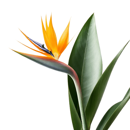 Bird of Paradise Strelitzia reginae plant