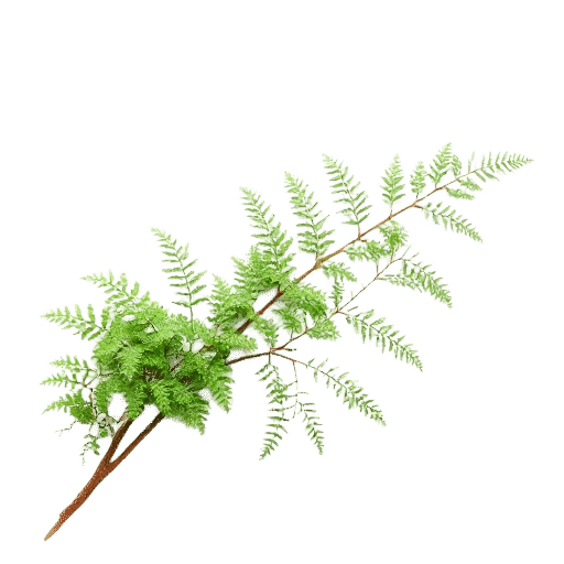 Blechnum fern