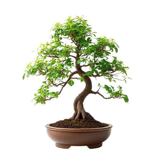 Bonsai tree