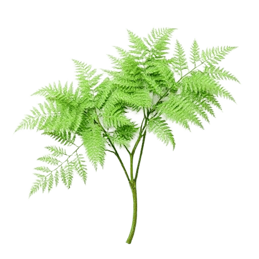 Boston Fern Nephrolepis exaltata plant