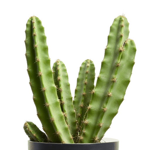 Cactus plant