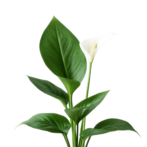 Calla Lily
