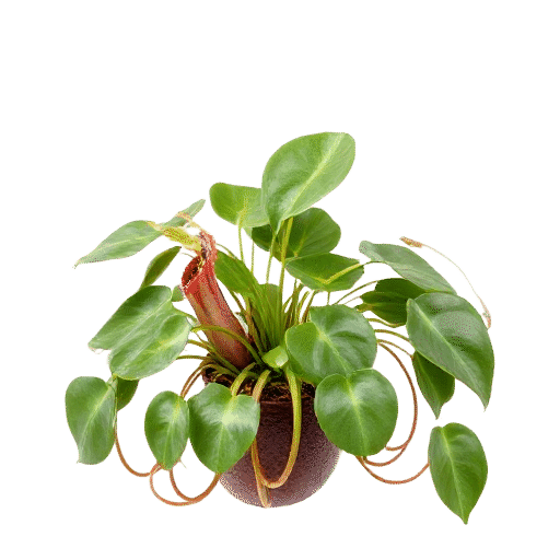 Carnivorous Plant