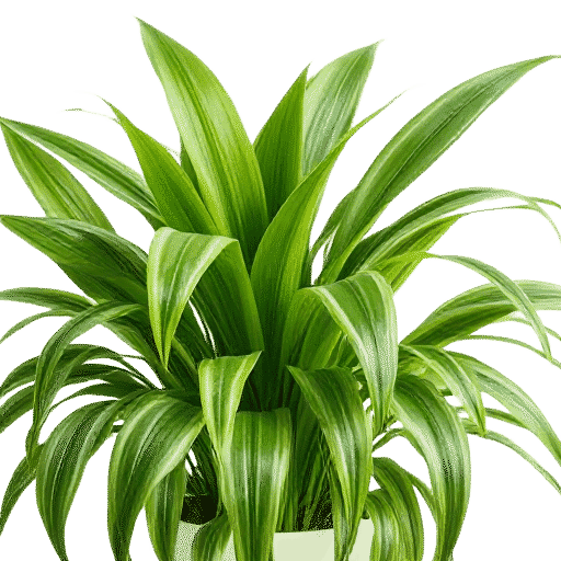 Chlorophytum