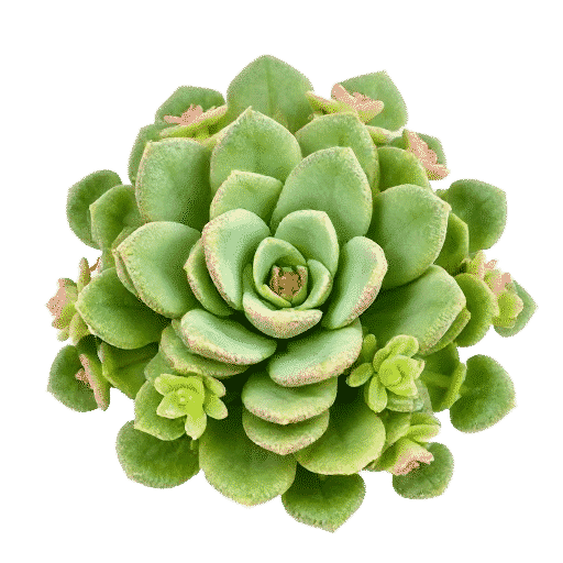 Crassula