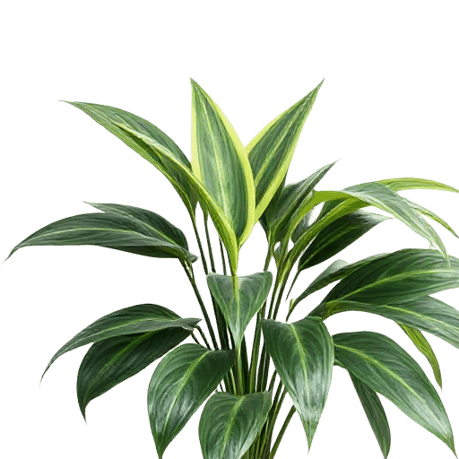 Dracaena