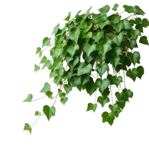 English Ivy