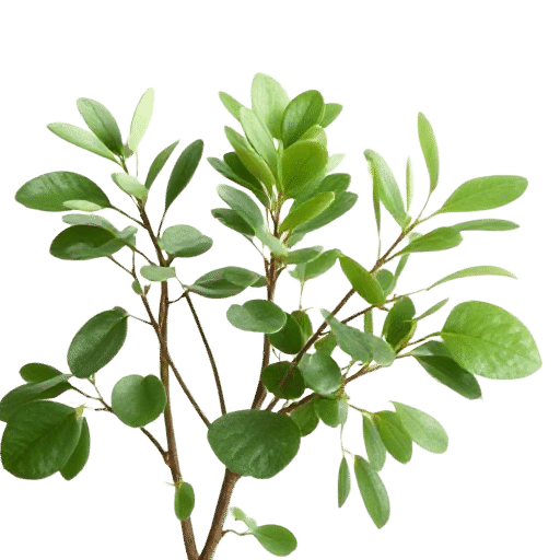 Eucalyptus