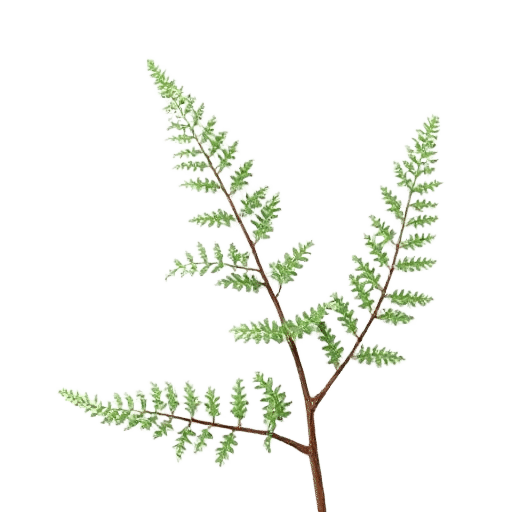 Fern plant