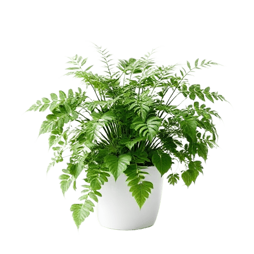 Fern