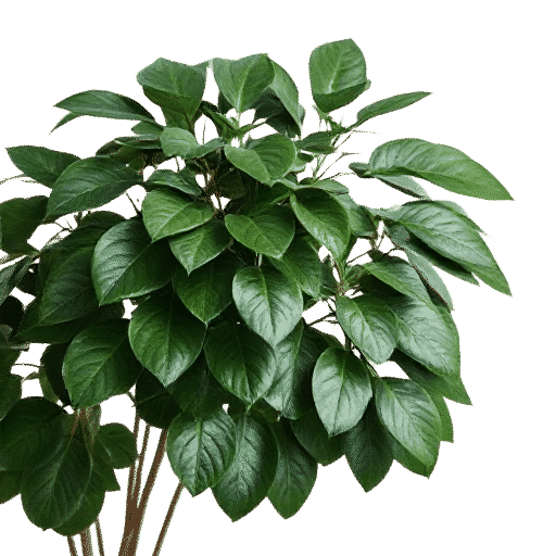 Ficus