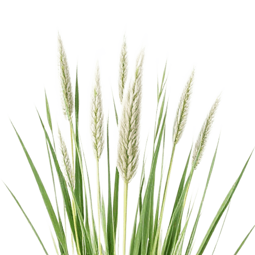 Fountain Grass Pennisetum setaceum plant