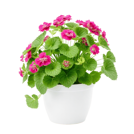 Geranium